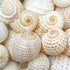 spotted tonna shells
